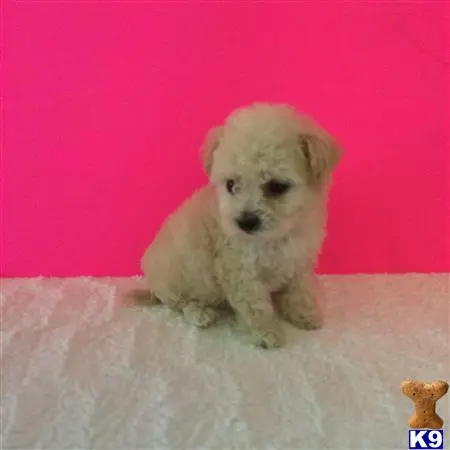 Mixed Breed puppy for sale: a small white mixed breed dog