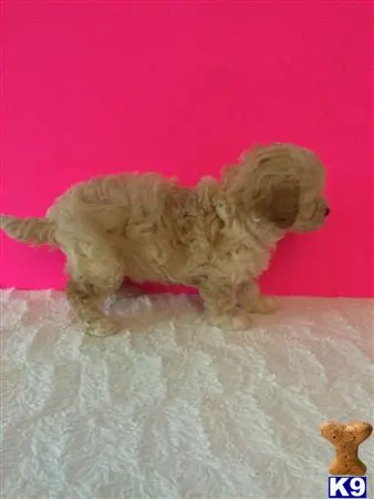 Mixed Breed puppy for sale: a mixed breed dog standing on a blanket