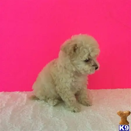 Mixed Breed puppy for sale: a small white mixed breed dog