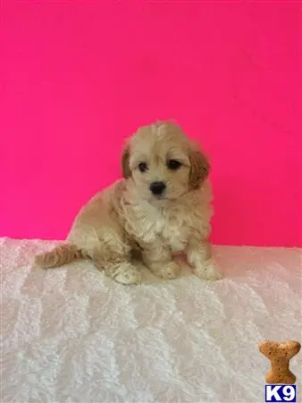 Mixed Breed puppy for sale: a small white mixed breed dog