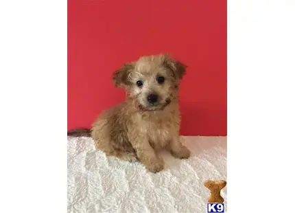 Maltipoo puppy for sale: a small maltipoo dog sitting on a blanket