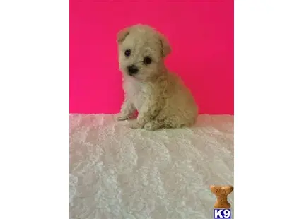 Mixed Breed puppy for sale: a small white mixed breed dog