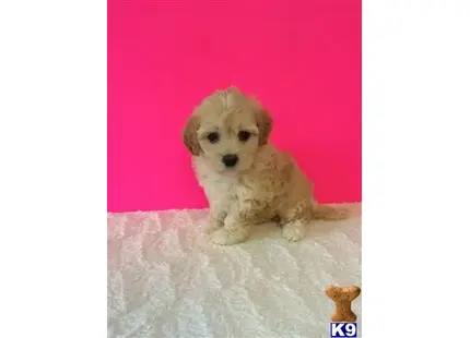 Mixed Breed puppy for sale: a small white mixed breed dog