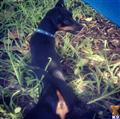 Miniature Pinscher