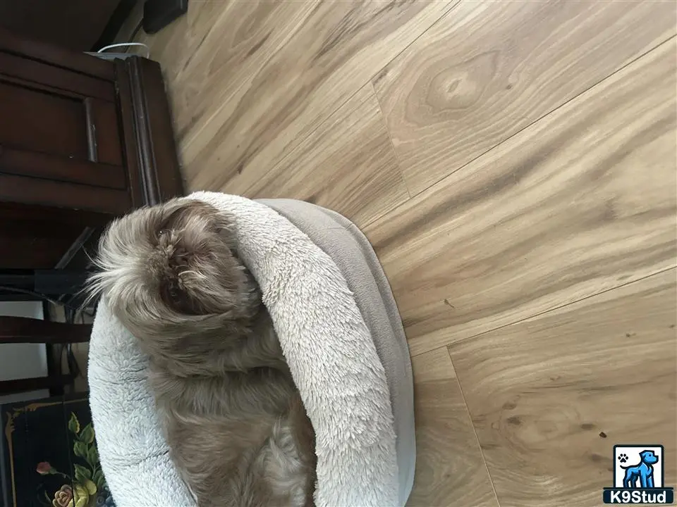 Shih Tzu female dog: Light brown Shih Tzu resting in a cozy dog bed