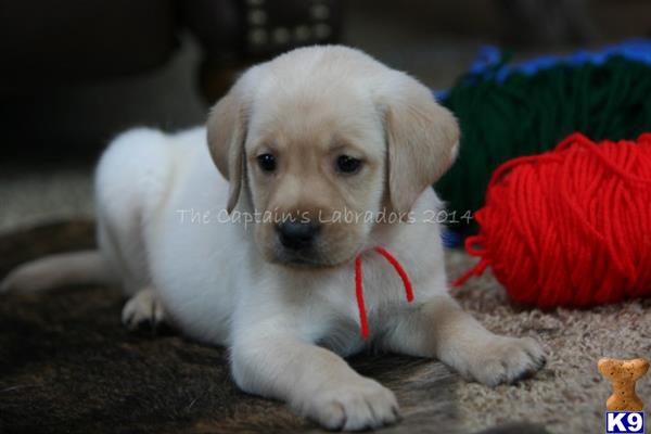labrador retriever puppy posted by deniserb