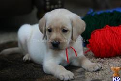 labrador retriever puppy posted by deniserb