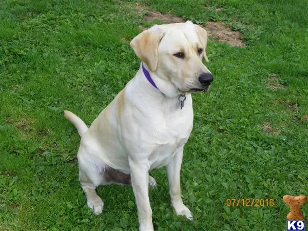 Labrador Retriever stud dog