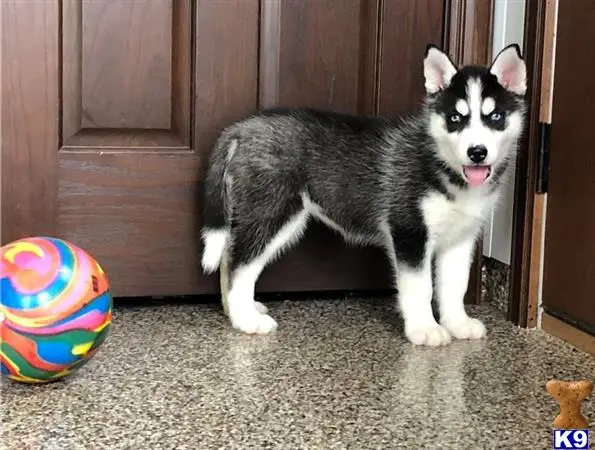 Siberian Husky