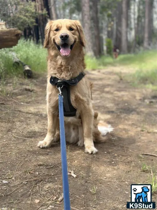 Golden Retriever stud dog: a golden retriever dog sitting on a dirt path with a leash