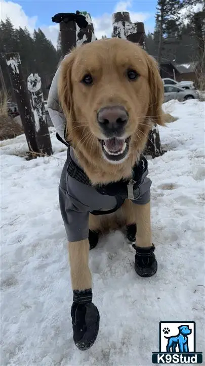 Golden Retriever stud dog: a golden retriever dog wearing a garment
