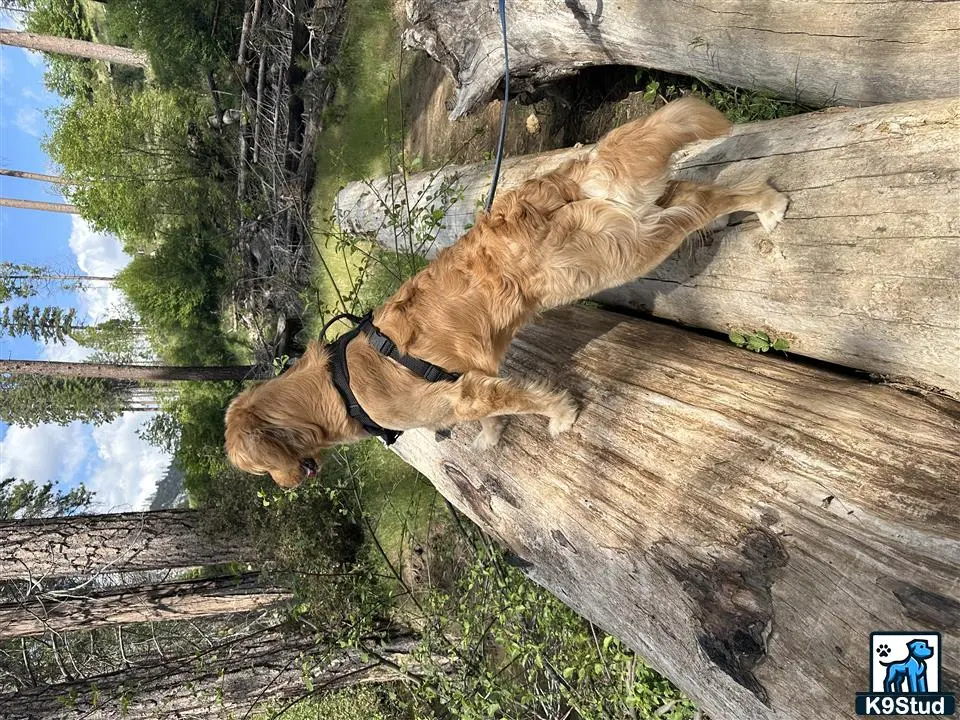 Golden Retriever stud dog: a golden retriever dog standing on a tree