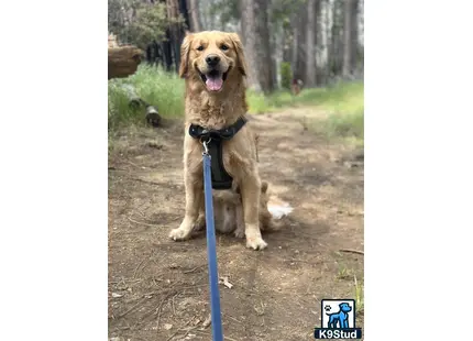 Golden Retriever stud dog: a golden retriever dog sitting on a dirt path with a leash