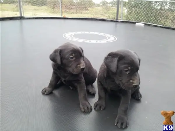 Labrador Retriever puppy for sale