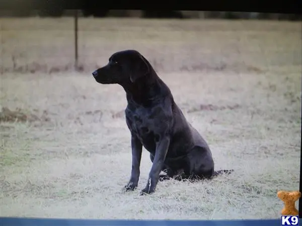 Labrador Retriever puppy for sale