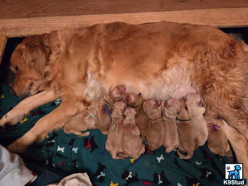 a golden retriever dog sleeping with stuffed animals