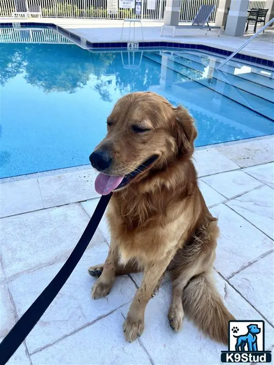 Golden Retriever stud dog: a golden retriever dog sitting on a patio by a pool