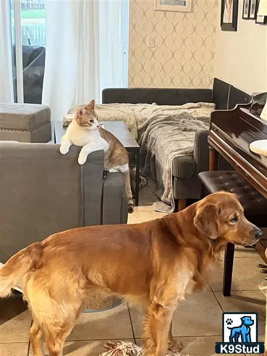 Golden Retriever stud dog: a golden retriever dog and a cat sitting on a couch