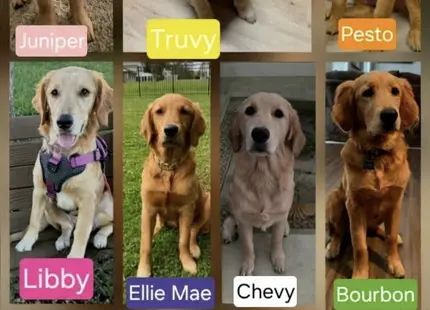 Golden Retriever stud dog: Collage of Golden Retrievers in various poses and settings