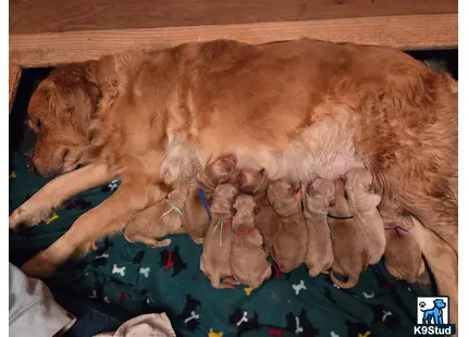 Golden Retriever stud dog: a golden retriever dog sleeping with stuffed animals