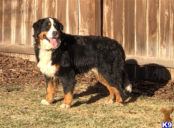 a bernese mountain dog dog standing in the grass