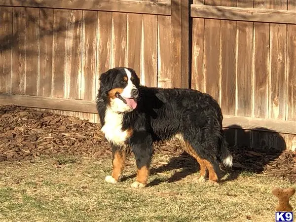 Bernese Mountain Dog stud dog