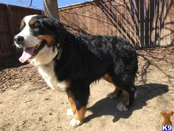 Bernese Mountain Dog stud dog