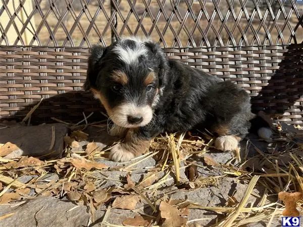 Bernedoodle puppy for sale