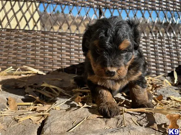 Bernedoodle puppy for sale