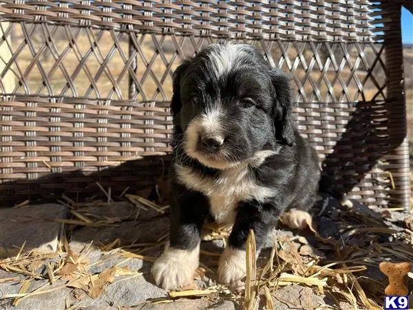 Bernedoodle puppy for sale