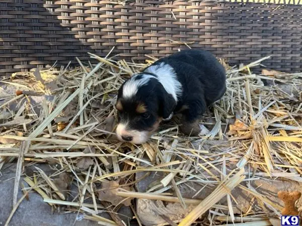 Bernedoodle puppy for sale