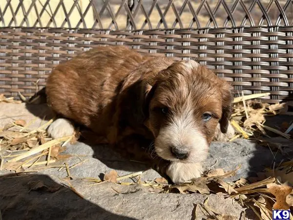 Bernedoodle puppy for sale