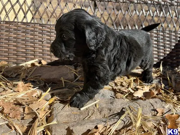 Bernedoodle puppy for sale