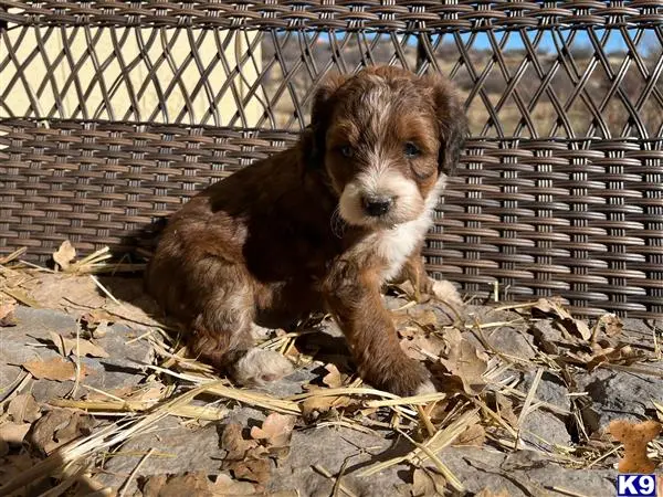 Bernedoodle puppy for sale