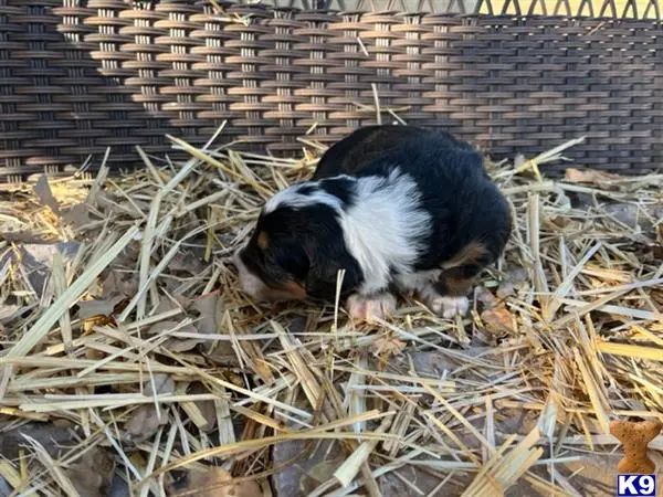 Bernedoodle puppy for sale