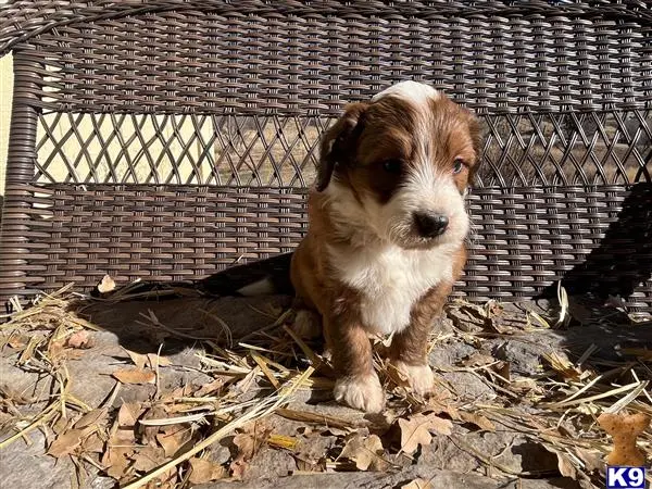 Bernedoodle puppy for sale