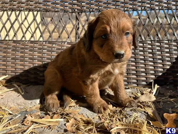 Bernedoodle puppy for sale