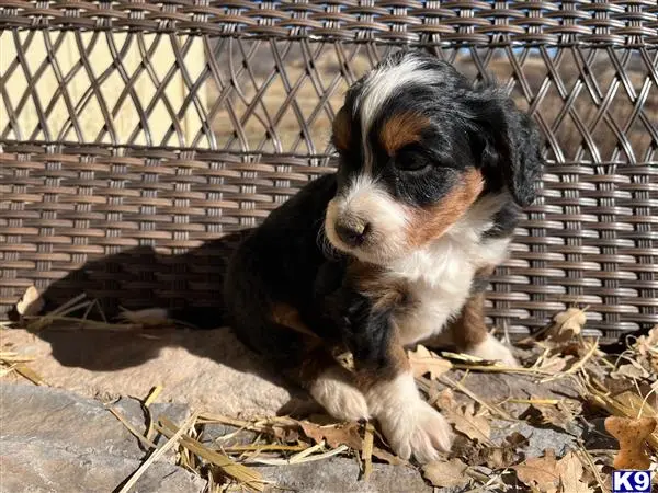 Bernedoodle puppy for sale