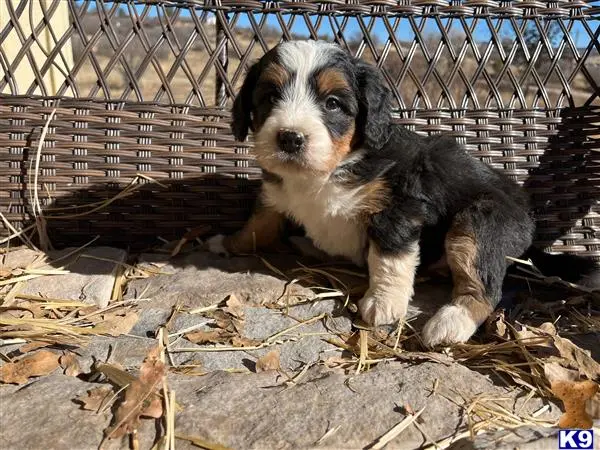 Bernedoodle puppy for sale