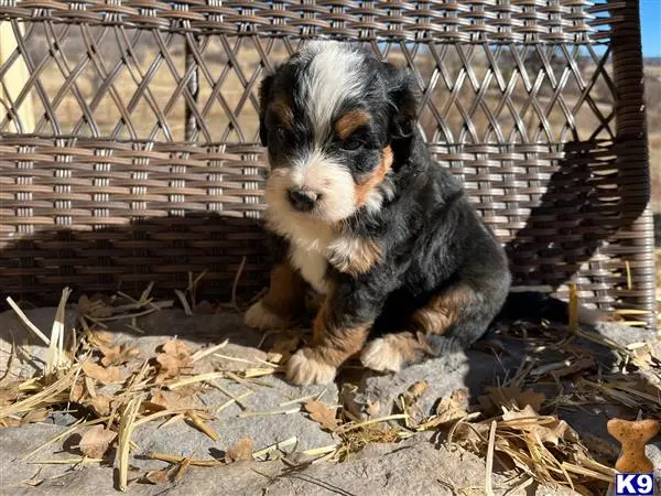 Bernedoodle puppy for sale