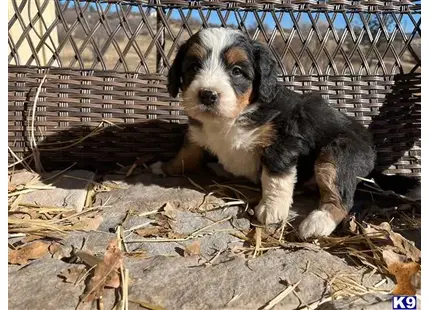 Bernedoodle