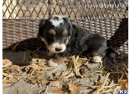 Bernedoodle