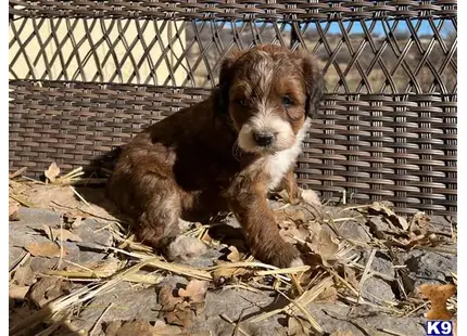 Bernedoodle