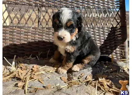 Bernedoodle