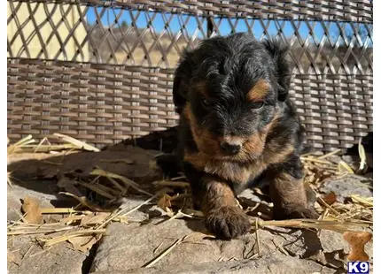 Bernedoodle