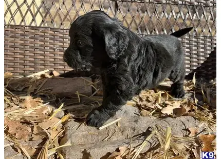 Bernedoodle