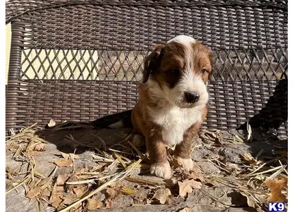 a bernedoodle dog sitting in a cage
