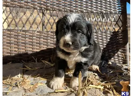 Bernedoodle