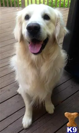 Golden Retriever stud dog