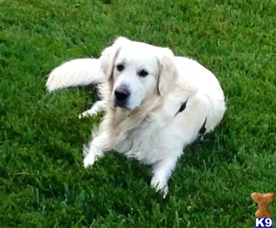 Golden Retriever stud dog